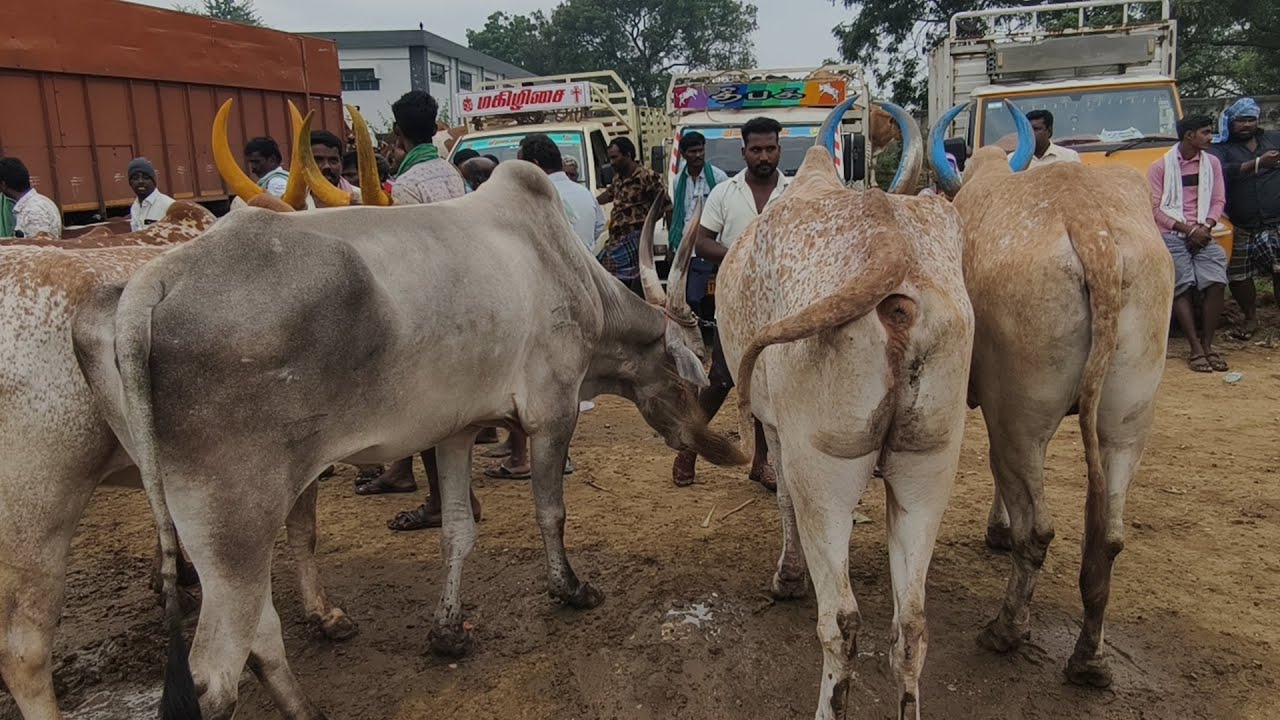 21.11.2025 ஊத்தங்கரை சந்தை