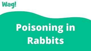 Poisoning in Rabbits | Wag!