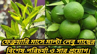 ফেব্রুয়ারি মাসে মাল্টা লেবু গাছের বিশেষ পরিচর্যা ও সার প্রয়োগ।।Malta lemon tree Care in February।।