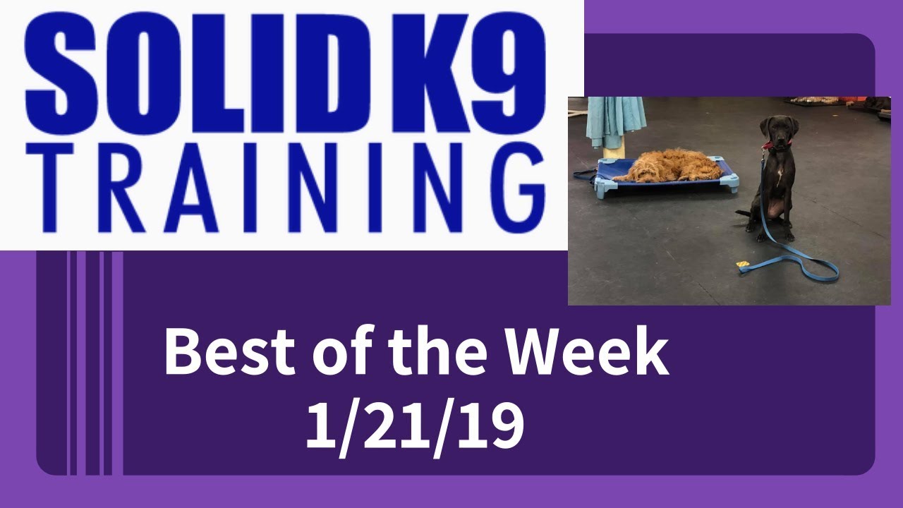 dog trainer in delhi Solid K9 Training Center Best of the Week 1/21/19