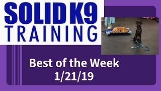 Solid K9 Training Center Best Of The Week 12119