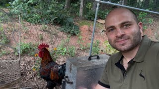 Download Mp3 Meet Our New Rooster | The Arnak Way | Gudang lagu Download Mp3 Meet Our New Rooster | The Arnak Way |
