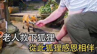 老人救援狐狸狐狸感恩相伴譜寫溫情故事#nature #wildlife #animal #wildanimals #animals #猛獸世界  #動物