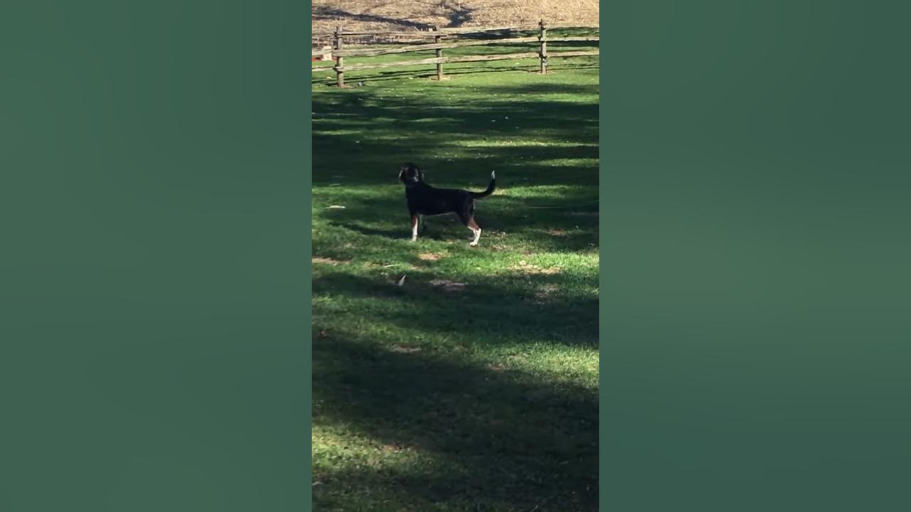 Hazel The Blind Beagle Baying YouTube