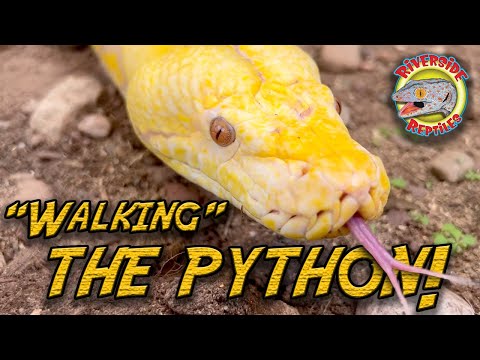 Julie the 15-foot Reticulated Python