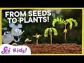 Watch A Seed Sprout Squeaks Grows A Garden SciShow Kids