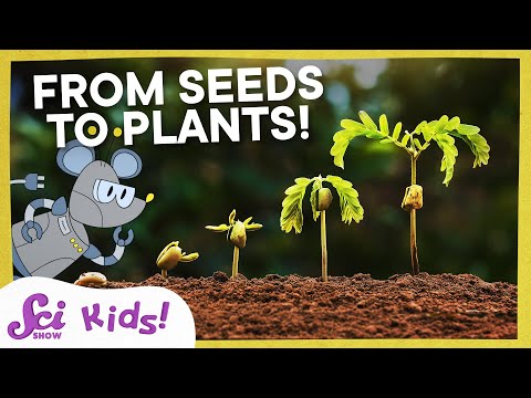 Video: Enkle frø for barn: gode planter å dyrke fra frø med barn