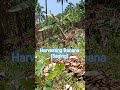 Harvesting Banana (Saging) #farmlife