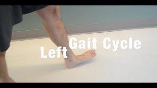 Gait Cycle