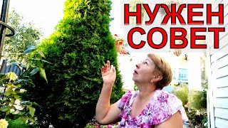 Спокойные зоны в саду у меня ЕСТЬ! Нужен совет по ХВОЙНЫМ!