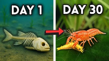 Simulating a Lake Ecosystem for 30 Days
