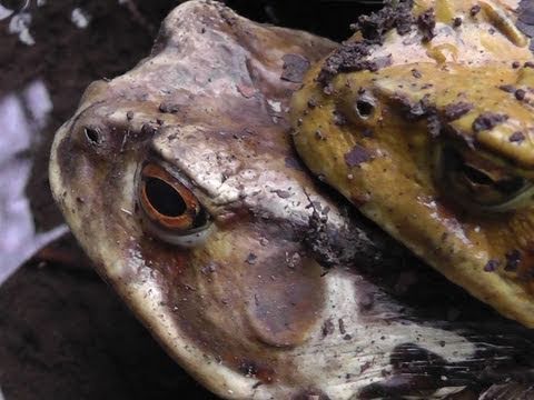 Download Japan Giant Toad Grotto - Bufo japonicus