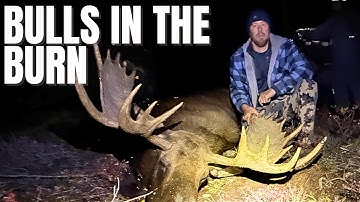 BULLS IN THE BURN | Alaskan Moose Hunt