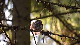 Cute Pygmy Owl Doing The Morning Yoga