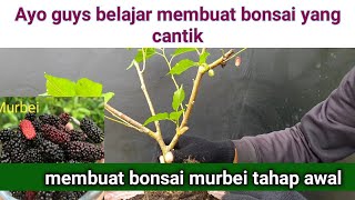 Membuat bonsai murbei yang buahnya kaya manfaat, #bonsaimurbei