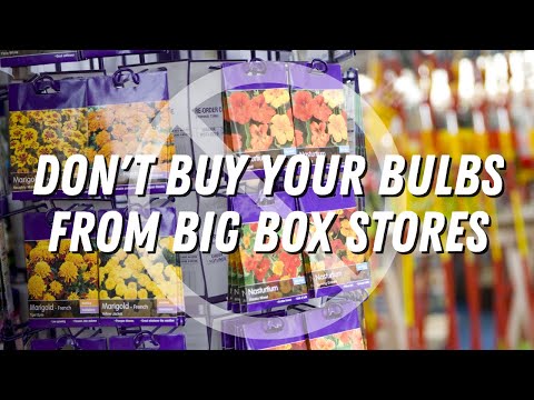 Don’t Buy Your Bulbs from Big Box Stores | Catherine Arensberg