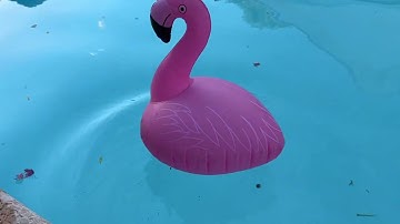 Pink Flamingo Floating Pool Lights Hor