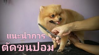 แนะนำการตัดขนปอมครับ