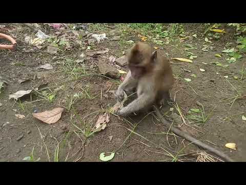 Video: Berapa lama monyet capuchin hidup sebagai hewan peliharaan?