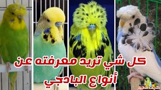 من هو الأفضل البادجي الأسترالي أم الهولندي أم الانكليزي