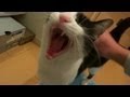 Cat happy welcome 2 !! 玄関開けたら2秒でにゃんこ♪♪