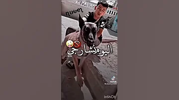 نلبس لاريني انا و تمساح نبرادو 