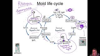 Microlecture - The Fungi: Molds