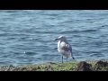 Mwen und kormorane  seagulls and cormorants