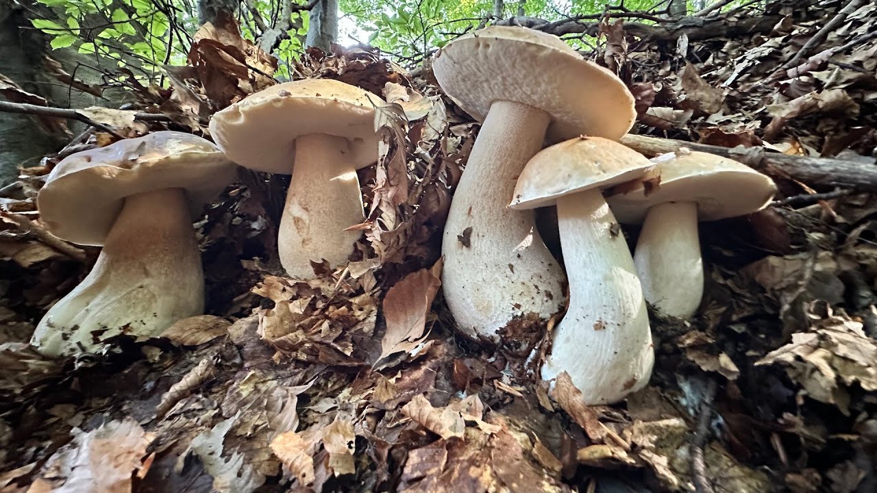 MADONNA CHE FUNGHI PORCINI settembre 2025
