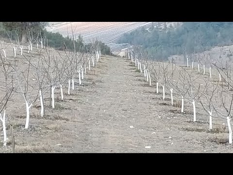 Video: Yazda Gavalı Budama: Yeni Başlayanlar üçün Necə Düzgün Budama Etmək Olar? Tac Meydana Gəlməsi üçün Yaz Budama Sxemi, Gənc Və Yaşlı Gavalı Budama