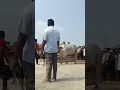 Psky senior bulls #£ short video 📷📸