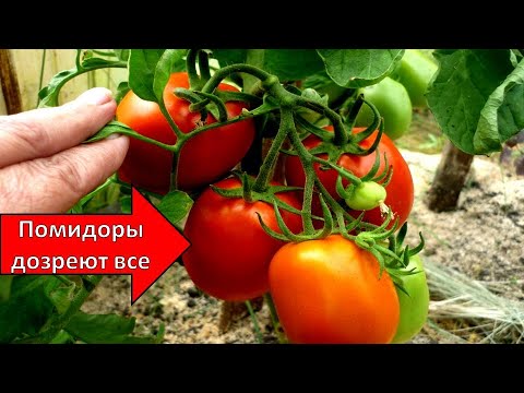 Video: Менин сүйүктүү помидор, калемпир жана бадыраң түрлөрү