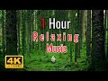 1 HOUR of Birds Singing in the Forest  with relaxing music - Nature Relaxation Video in 4K Ultra HD