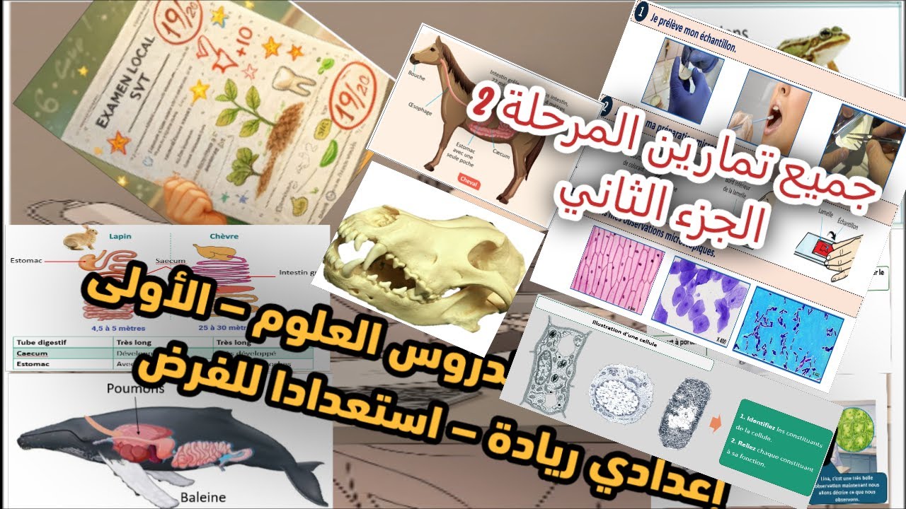 💯 تجميعة ذهبية لجميع التمارين التطبيقية – أولى إعدادي ريادة الجزء 2