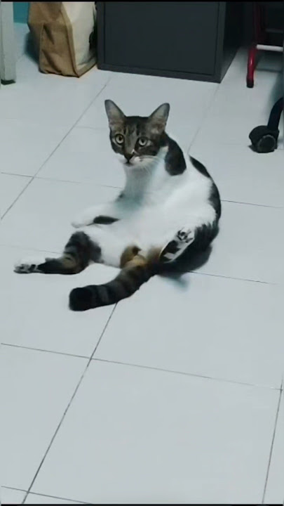 Download lagu Mek Si Kucing Debab #kucing #kucingkampung #kucingcomel #cat #catshorts #catvideo