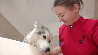 👀 Kiedy pies linieje i nie przepada za pielęgnacją 🪒🛀 by Salon Aria Pszczyna  220 views 1 year ago 2 minutes, 50 seconds