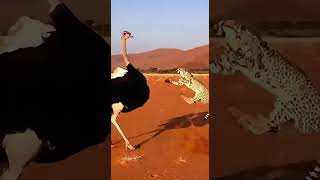 Ostrich Surprises Sneaky Cheetah! #cheetah #ostrich #wildlife #nature #animalencounters