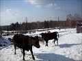 Сайма с Вербой. 8 марта, девочки веселятся!