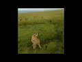 HYENAS GANG UP ON LIONESS - PAYBACK TIME