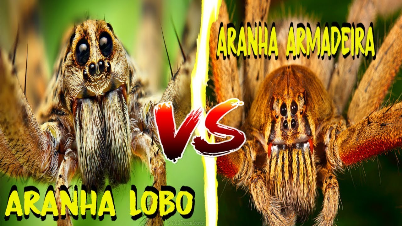 ARANHA ARMADEIRA VS ARANHA LOBO - BATALHA MORTAL - YouTube