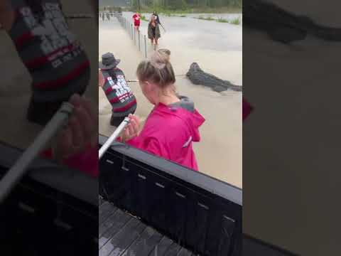 Vidéo: Y a-t-il des alligators au Texas ?
