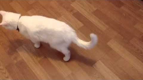 Bianca Barbarella meows looking for her Dad White cat