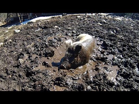 Pigs Taking Their First Mud Bath of The Spring!!!