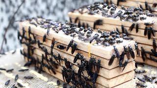 Как миллионы сверчков выращиваются и собираются ферме -Съедобные насекомые Фермерская промышленность