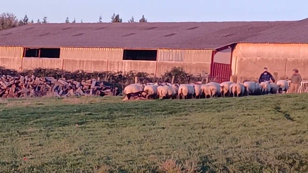 * Budawang Airling* (Rutherford Saxa x BentCreek Shaft) - Working Kelpie -