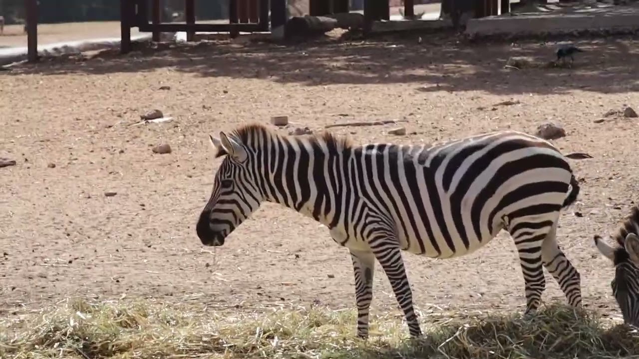 【A VACATION】KIKI ZEBBRA FRAMeWORK Zebra - YouTube