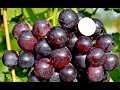 Виноград Кардинал - один из эталонных по вкусу сортов (Cardinal grapes) www.vinograd-kriulya.com