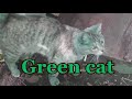 Странный зеленый кот
