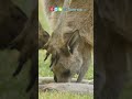Kangaroo Characteristics and Behavior