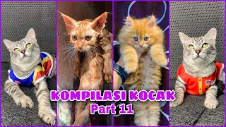 KOMPILASI ANAK KUCING LUCU KOCAK RO CAT PART 11